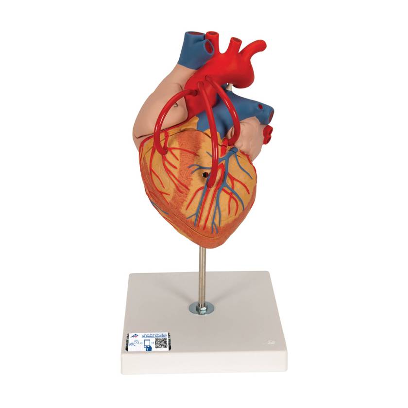 3B Scientific G06 Heart Model with Bypass 2 Times Life-Size 4-Part