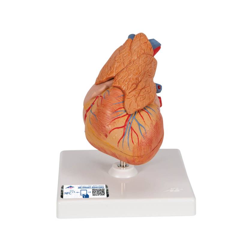 3B Scientific G08-1 Classic Heart Model with Thymus 3-Part
