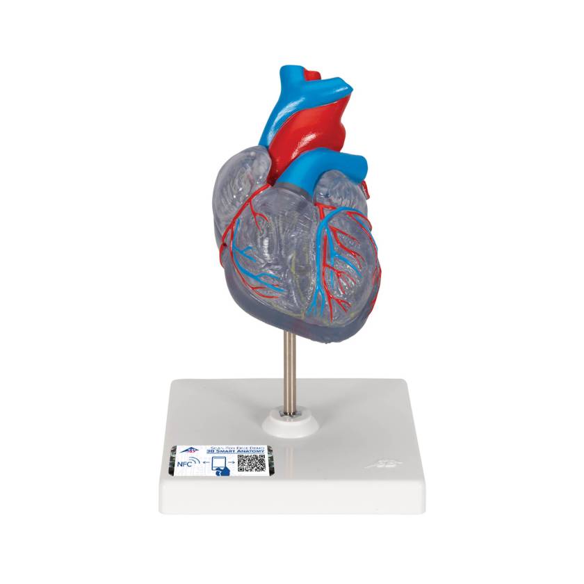 3B Scientific G08-3 Classic Heart Model with Conducting System 2-Part - 3B Smart Anatomy