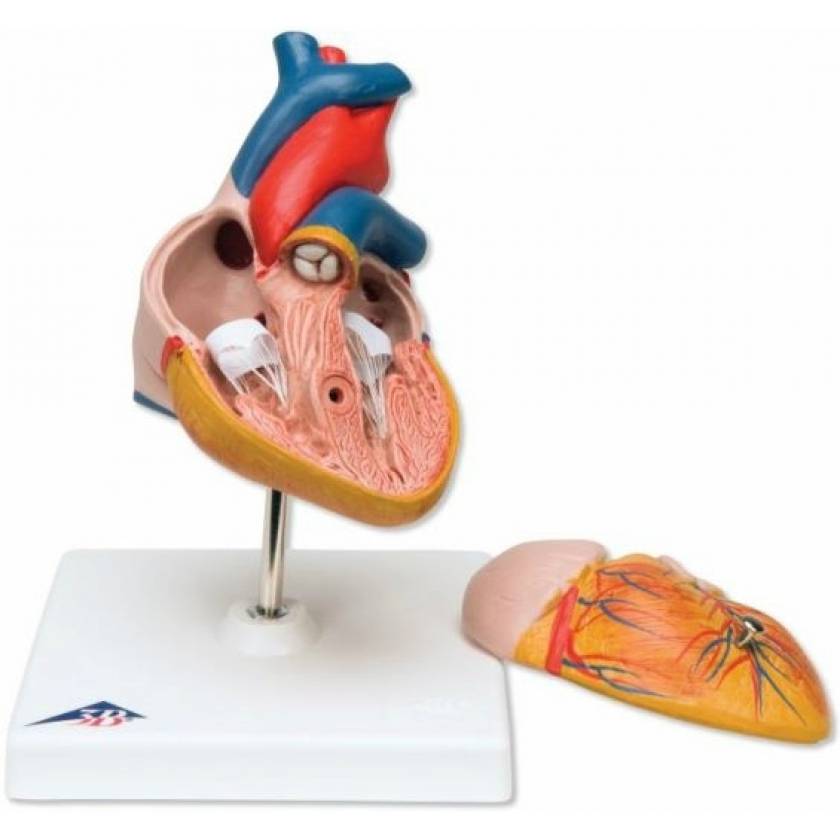 Classic Heart Model 2-Part