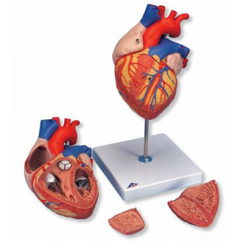 Heart Model 2 Times Life-Size 4-Part