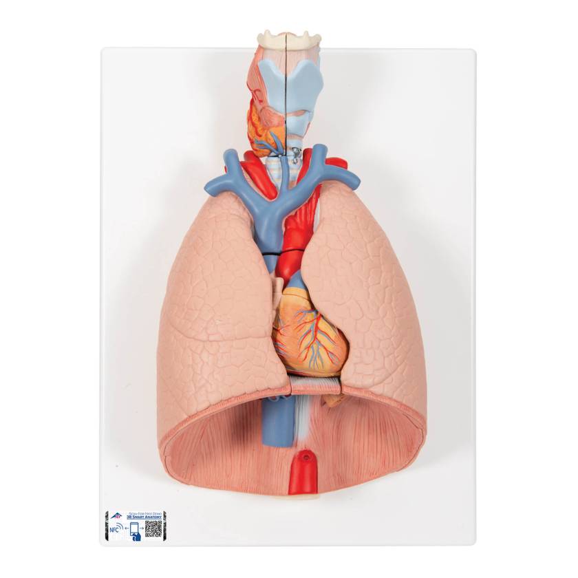 3B Scientific G15 Lung Model with Larynx 7-Part - 3B Smart Anatomy