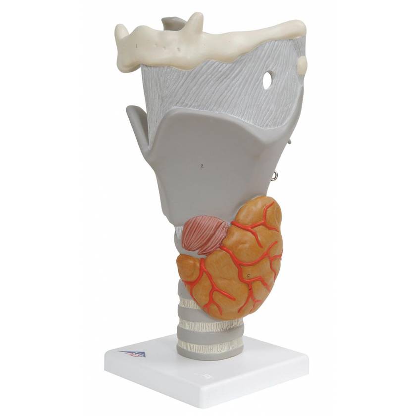 Functional Larynx Model 2.5 Times Full-Size