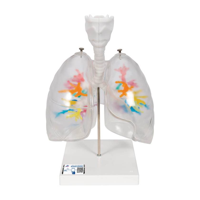 3B Scientific G23-1 Larynx Model with CT Bronchial Tree and Transparent Lungs - 3B Smart Anatomy