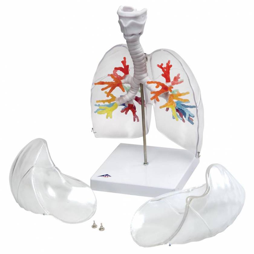 Larynx Model with CT Bronchial Tree and Transparent Lungs