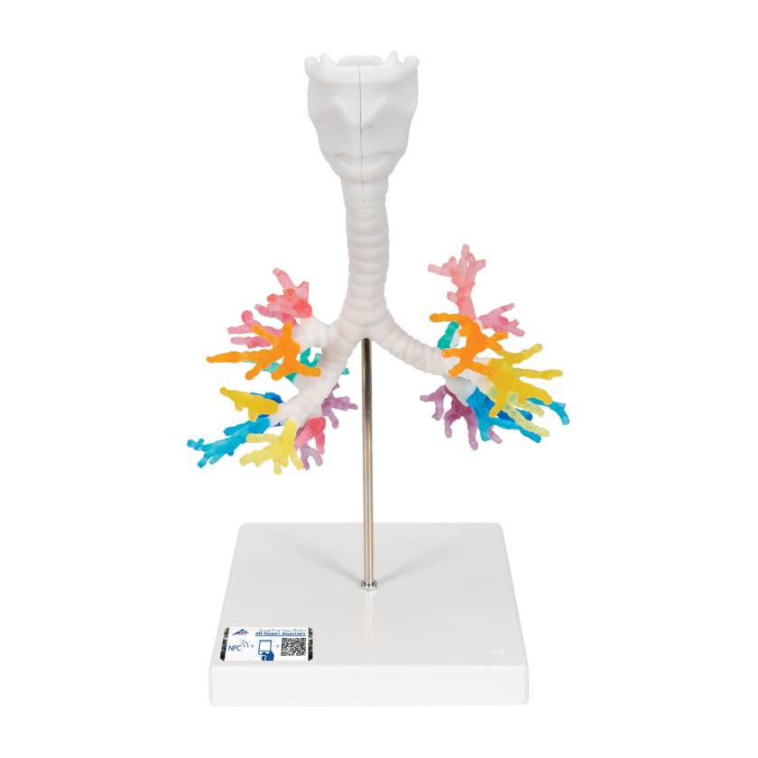 3B Scientific G23 Larynx Model with CT Bronchial Tree - 3B Smart Anatomy