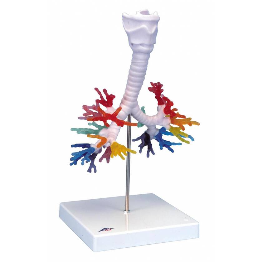 Larynx Model with CT Bronchial Tree