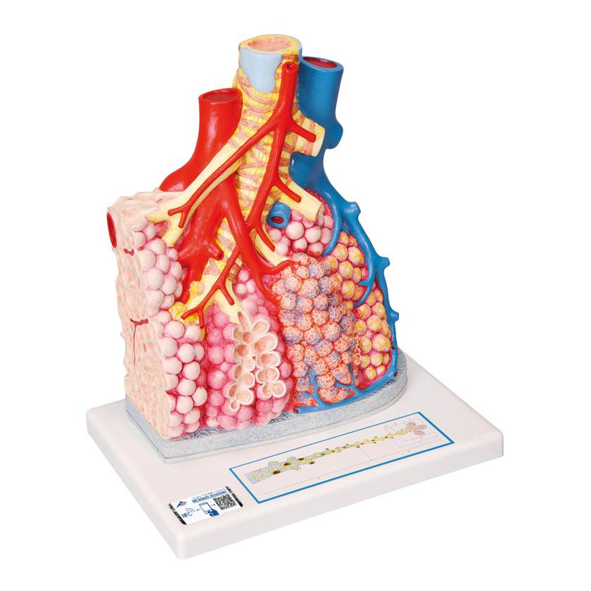 3B Scientific G60 Pulmonary Lobule with Surrounding Blood Vessels - 3B Smart Anatomy