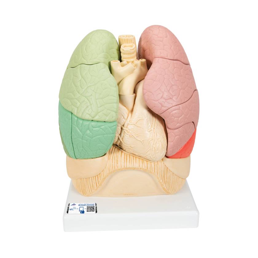 3B Scientific G70 Segmented Lung Model - 3B Smart Anatomy