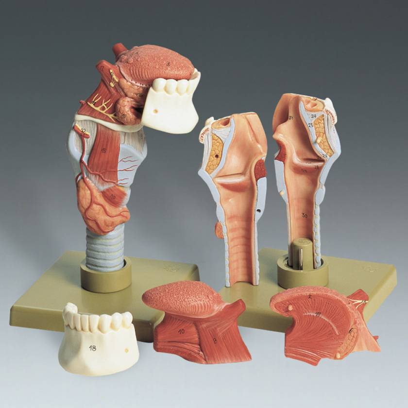 Human Larynx with Tongue Model