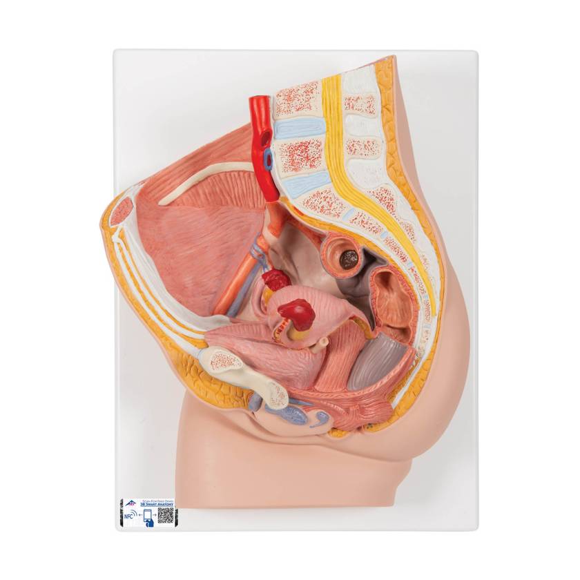 3B Scientific H10 Female Pelvis Model 2-Part - 3B Smart Anatomy