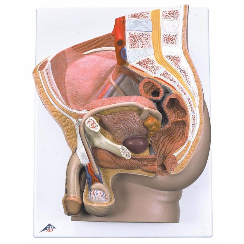 Male Pelvis Model 2-Part