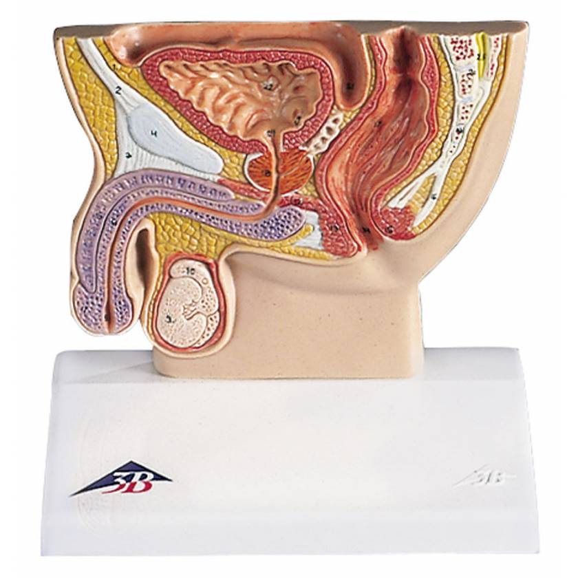 Male Pelvis Section Half Life-Size