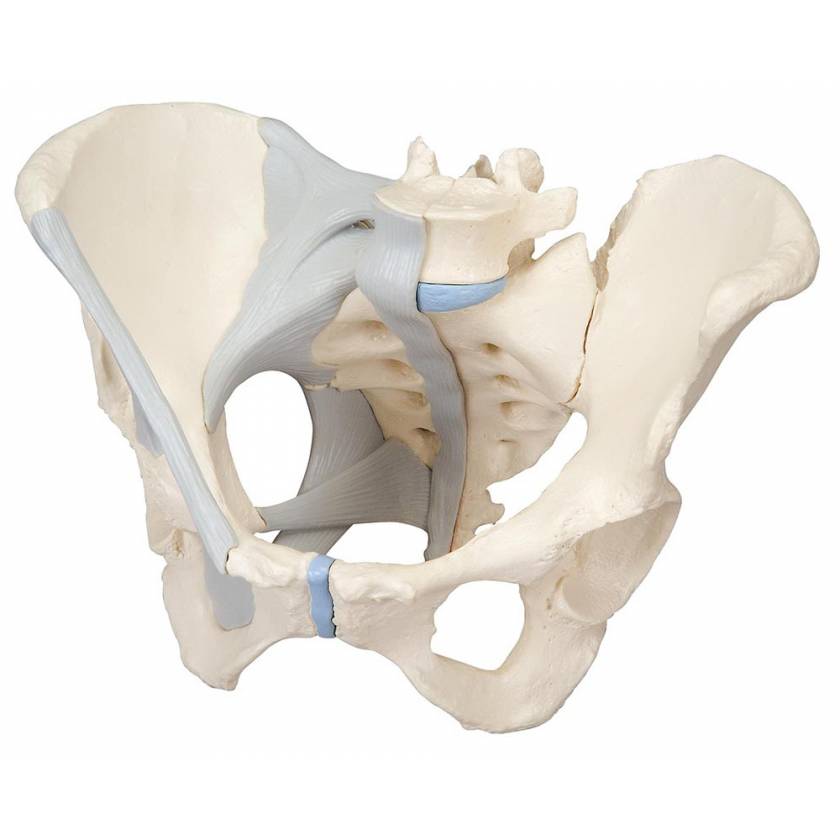 Female Pelvis Model with Ligaments Life-Size 3-Part
