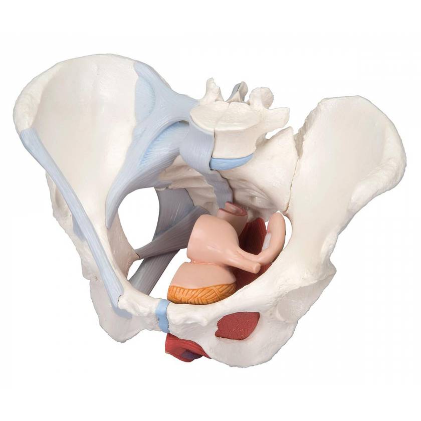 Female Pelvis Model with Ligaments Muscles and Organs Life-Size 4-Part