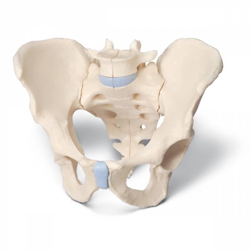 Male Pelvis Model