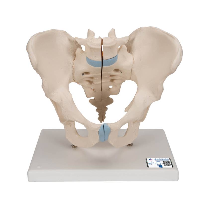 3B Scientific H21/1 Male Pelvis Model (3 Parts) - 3B Smart Anatomy