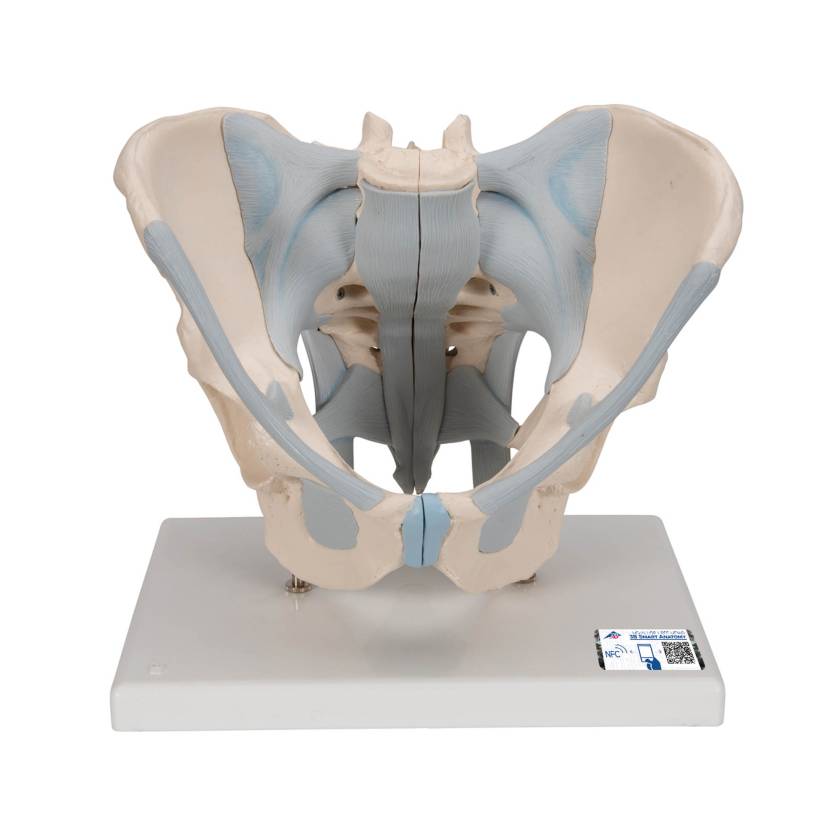 3B Scientific H21/2 Male Pelvis with Ligaments Model (2 Parts) - 3B Smart Anatomy