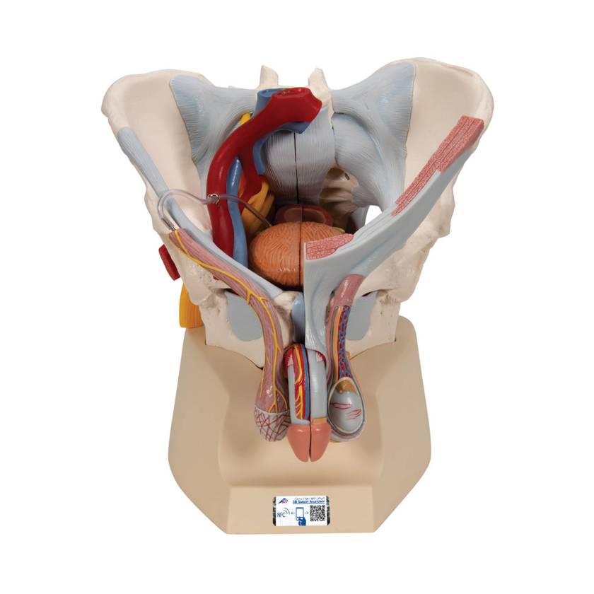 3B Scientific A21/3 Male Pelvis with Organs (7 Parts) - 3B Smart Anatomy