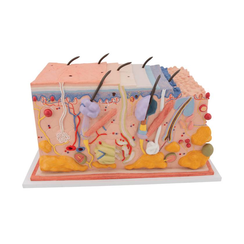 Block Inner Skin 3B Scientific J13 Skin Block Model 70 Times Full-Size