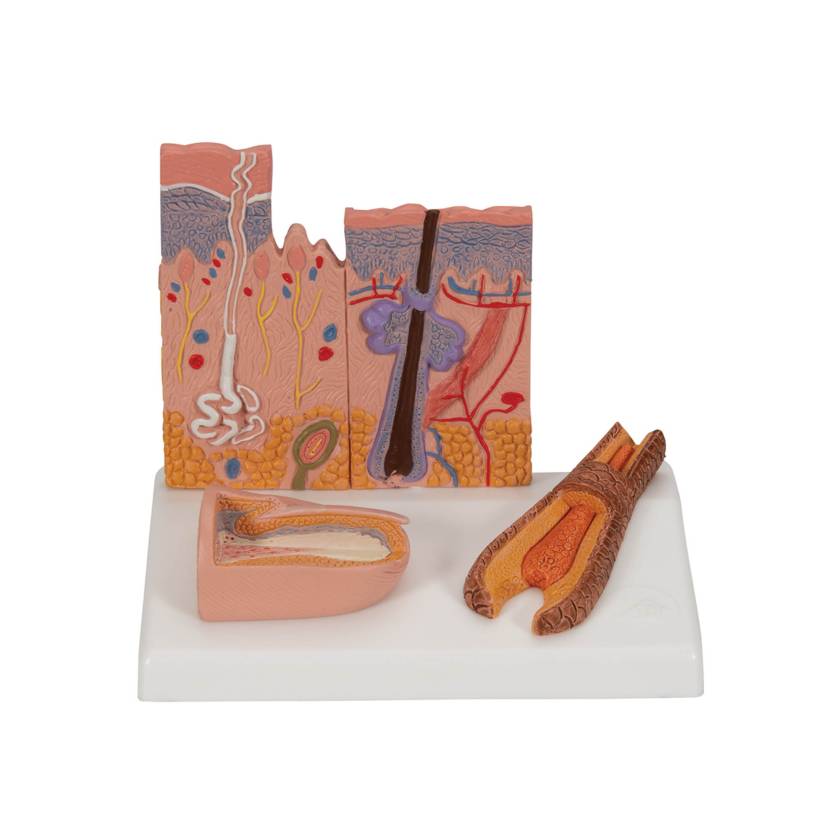 3B Scientific J14 Skin, Hair and Nail Microscopic Structures - 3B Smart Anatomy