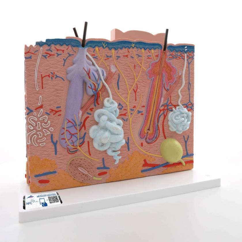 3B Scientific 3 Part Skin Model