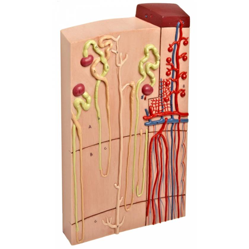 Nephrons and Blood Vessels - 120 Times Full-Size