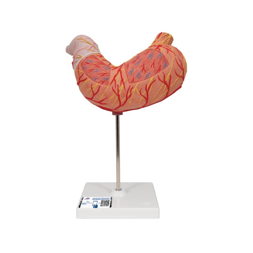 3B Scientific K15 Stomach Model 2-Part - 3B Smart Anatomy
