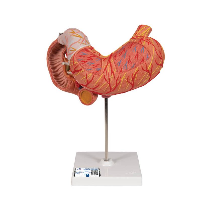 3B Scientific K16 Stomach Model 3-Part - 3B Smart Anatomy