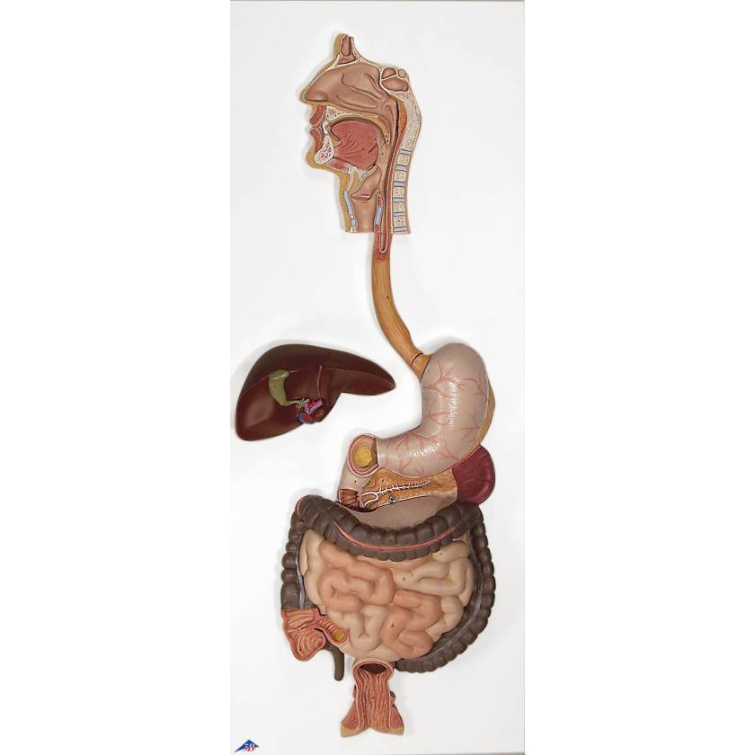 Digestive System Model 3-Part