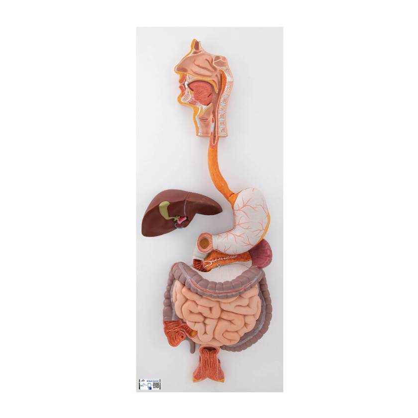 3B Scientific K20 Digestive System Model 3-Part - 3B Smart Anatomy