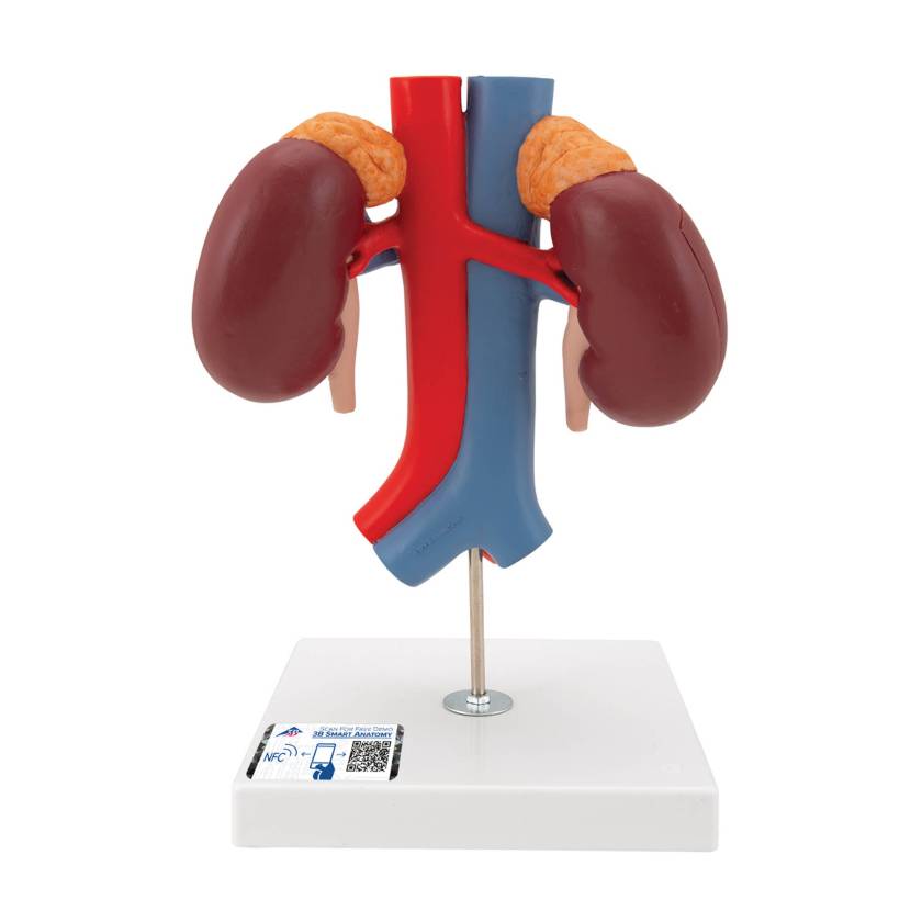 3B Scientific K22-1 Kidneys with Vessels Model 2-Part - 3B Smart Anatomy
