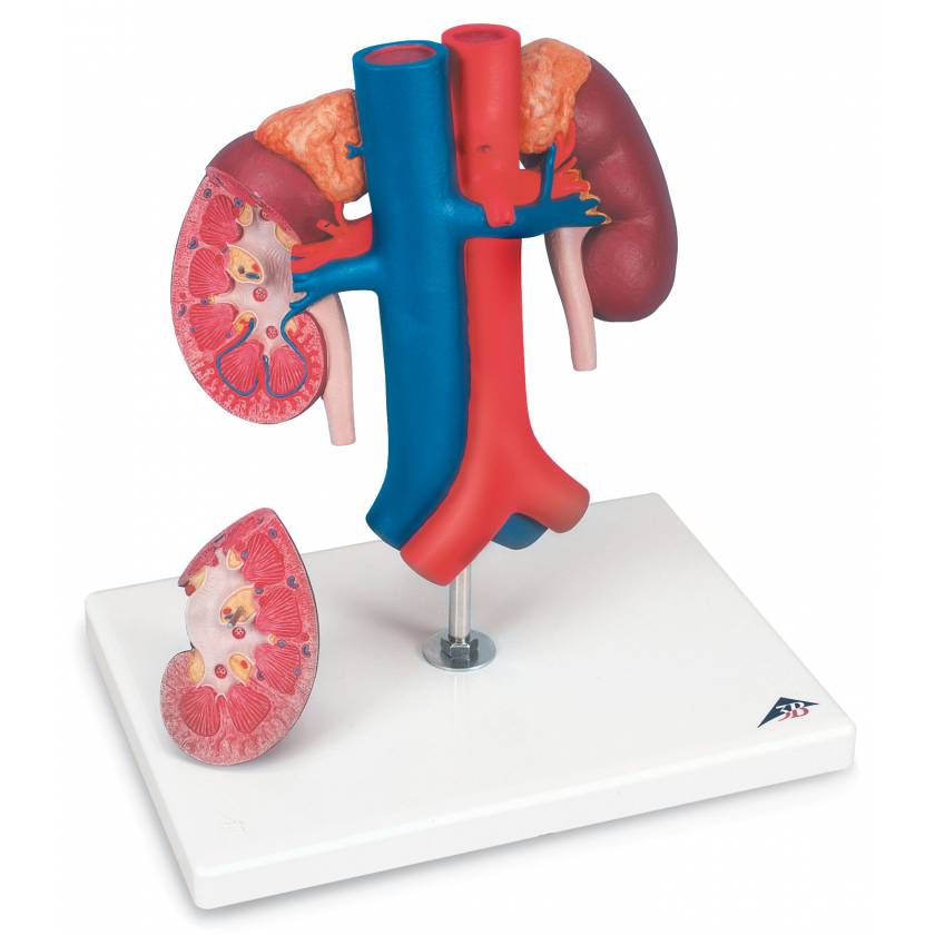 Kidneys with Vessels Model 2-Part