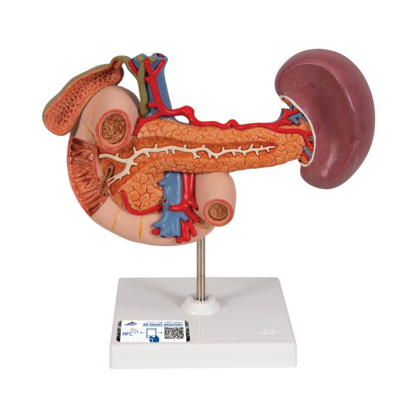 3B Scientific K22-2 Rear Organs of Upper Abdomen Model - 3B Smart Anatomy