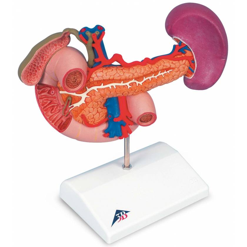 Rear Organs Of The Upper Abdomen Model