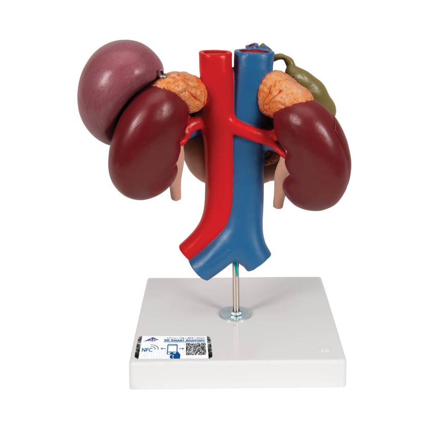 3B Scientific K22-3 Kidneys with Rear Organs of Upper Abdomen Model 3-Part - 3B Smart Anatomy