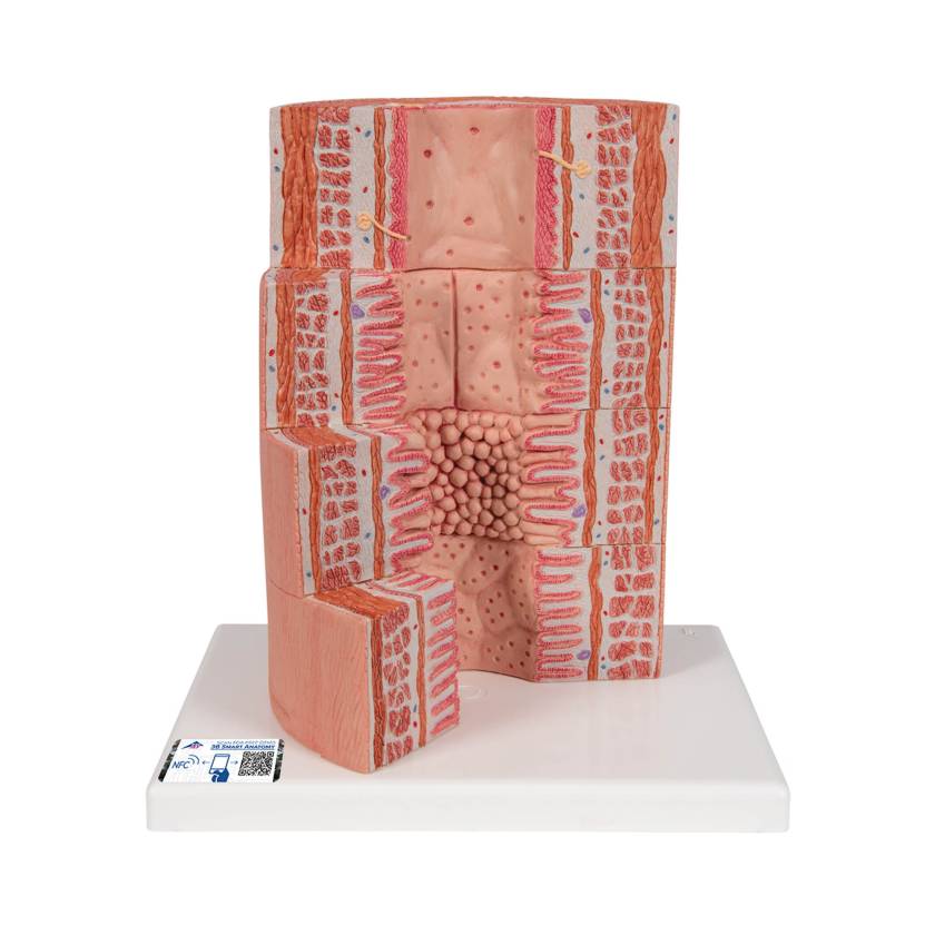 3B Scientific K23 MICROanatomy Digestive System Model, 20 Times Magnified - 3B Smart Anatomy