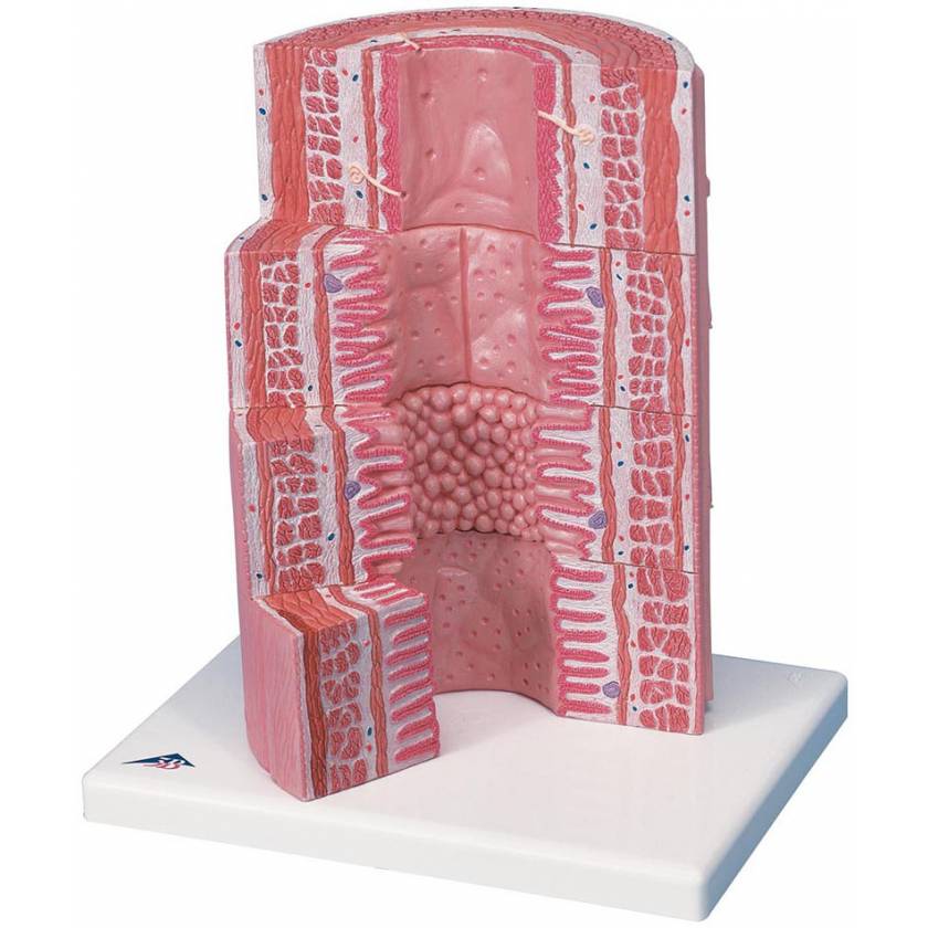 MICROanatomy Digestive System Model - 20 Times Magnified