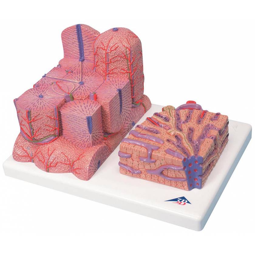 MICROanatomy Liver Model