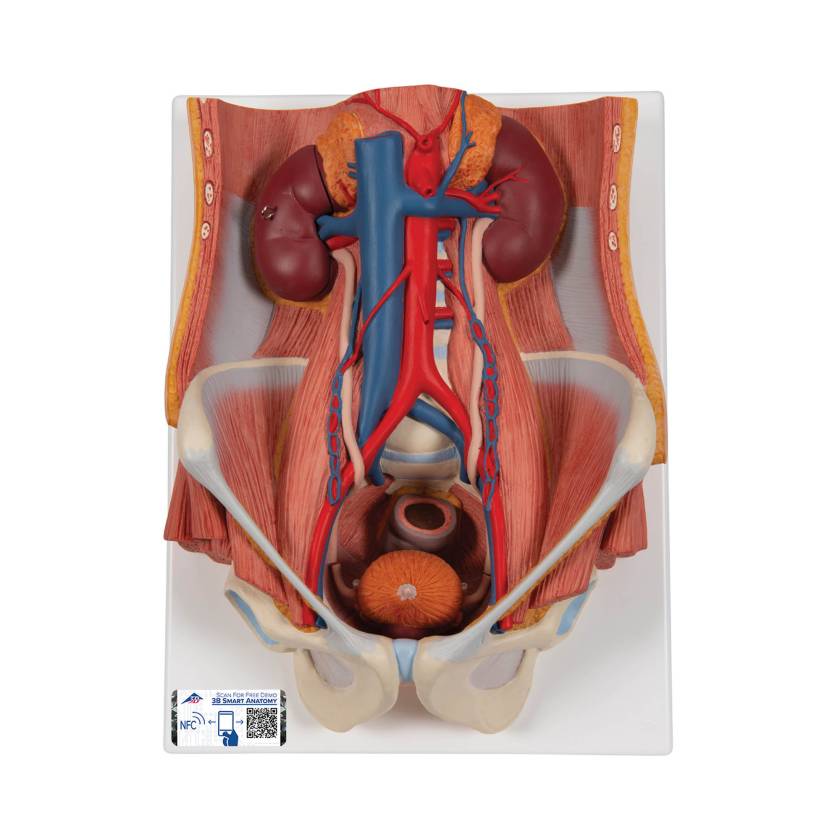 3B Scientific K32 Dual Sex Urinary System Model 6-Part - 3B Smart Anatomy