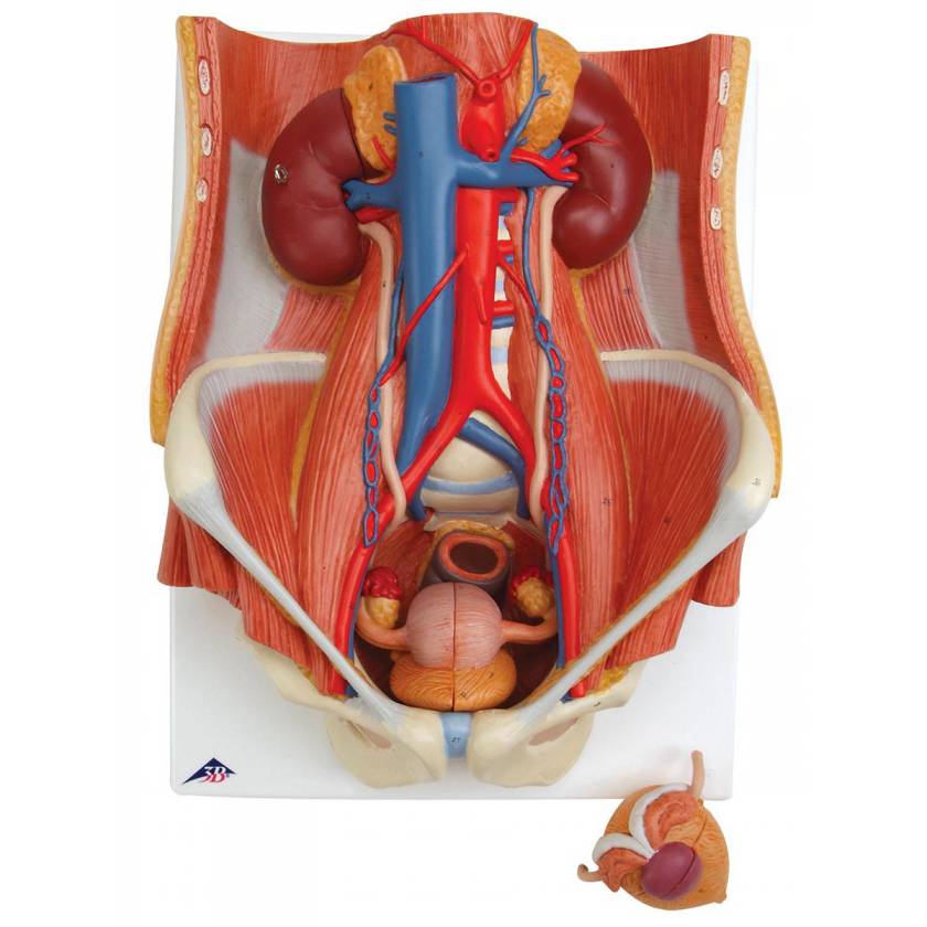 Dual Sex Urinary System Model 6-Part