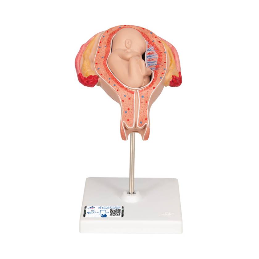 3B Scientific L10/5 Fifth Month Fetus Model - Breech Position