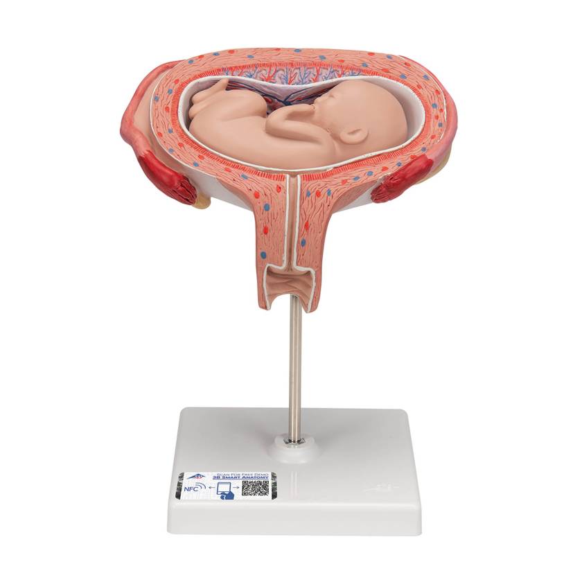 3B Scientific L10/6 Fifth Month Fetus Model - Transverse Lie