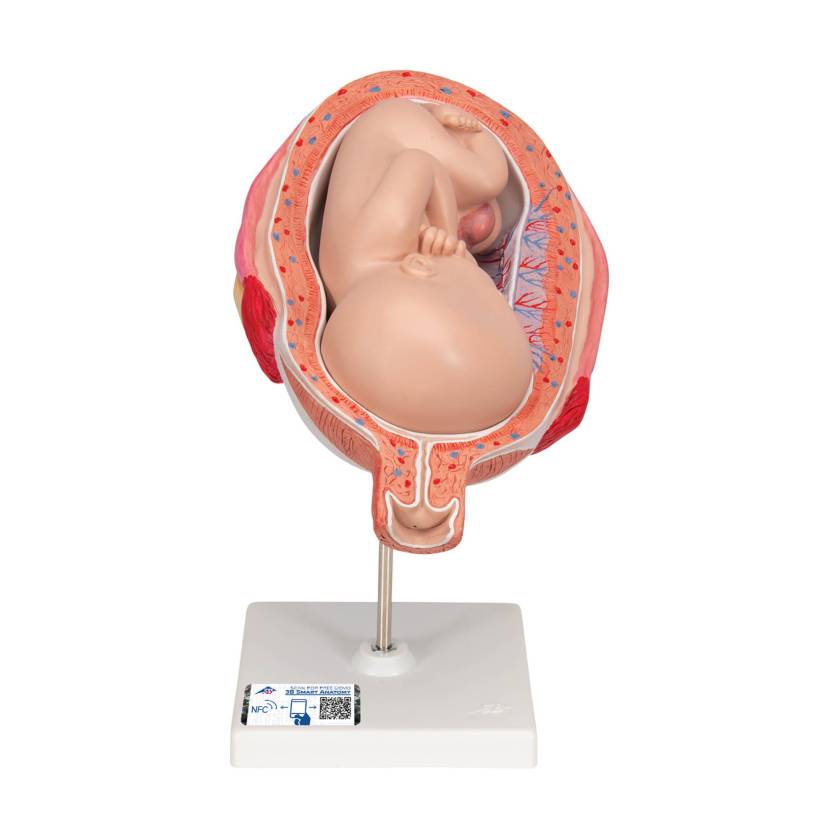 3B Scientific L10/8 Seventh Month Fetus Model