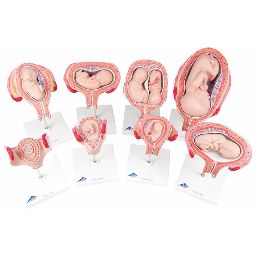 Scientific Pregnancy Series Anatomical Models