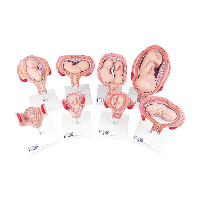 3B Scientific L10 Pregnancy Series - 8 Individual Embryo & Fetus Models