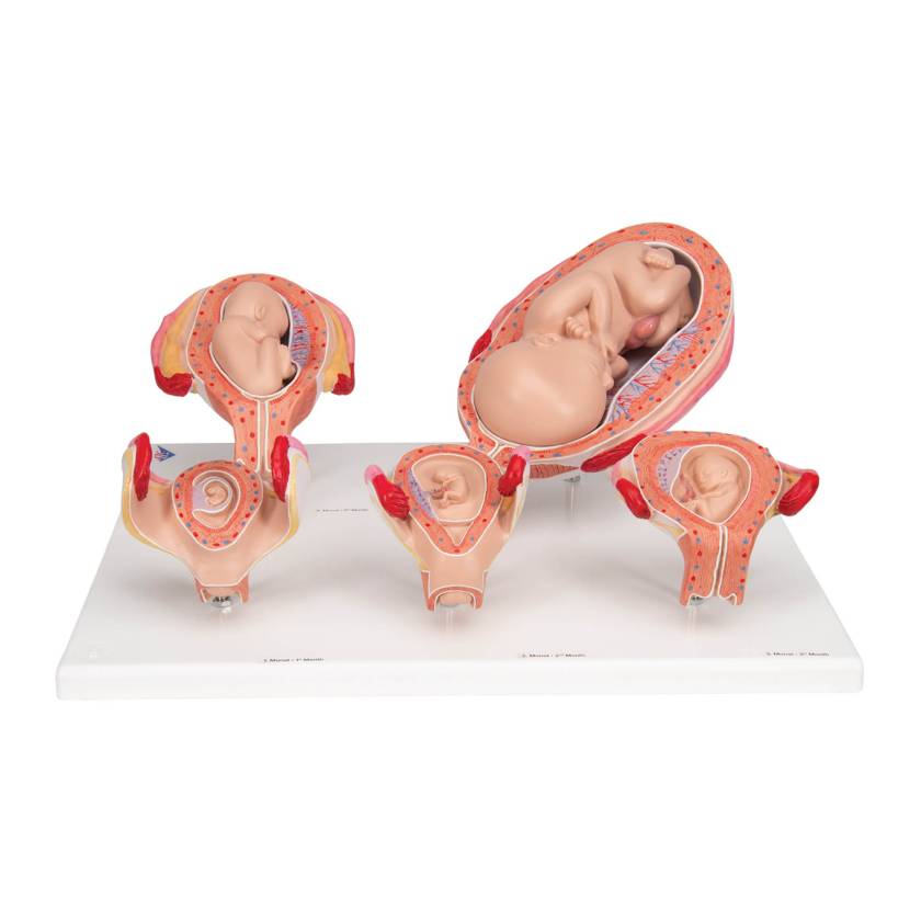 3B Scientific L11-9 Standard Pregnancy Series - 5 Models