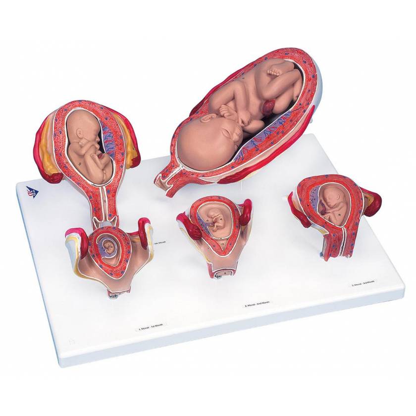 Standard Pregnancy Series - 5 Models