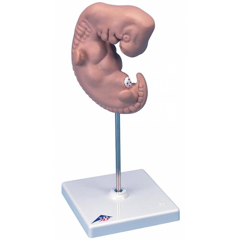 Embryo Model - 25 Times Life-Size