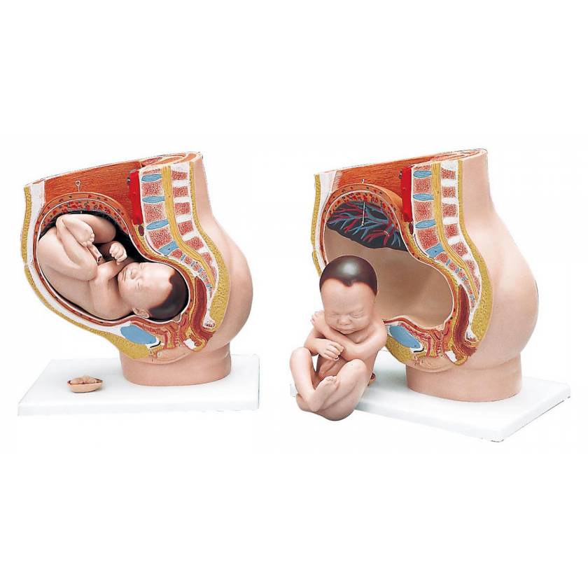 Pregnancy Pelvis Model 3-Part